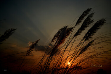 Fotografia zatytułowany „Sunset 1” autorstwa Koela Bagchi, Oryginalna praca, Fotografia cyfrowa