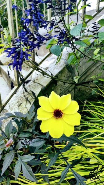 Photographie intitulée "The beauty of a sin…" par Emma Laflute, Œuvre d'art originale, Photographie non manipulée