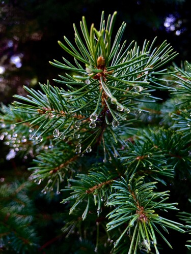 Photography titled "Hyperrealistic Pine…" by Samiya Rani, Original Artwork, Digital Photography