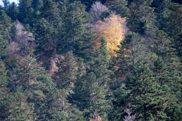 Photographie intitulée "ARIEGE_0011303" par Philip Payne, Œuvre d'art originale, Photographie non manipulée