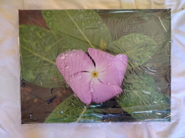 Φωτογραφία με τίτλο "Pervenche de Madaga…" από Bastien Chatainier, Αυθεντικά έργα τέχνης, Μη χειραγωγημένη φωτογραφία Τοποθε…