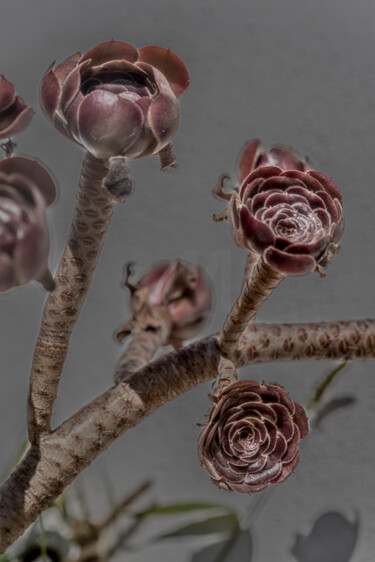 "curiosité" başlıklı Fotoğraf Elisabeth Laplante tarafından, Orijinal sanat, Dijital Fotoğrafçılık Diğer sert panel üzerine…