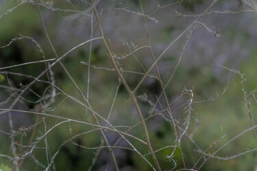 Fotografia zatytułowany „poésie végétale” autorstwa Elisabeth Laplante, Oryginalna praca, Fotografia cyfrowa Zamontowany na…