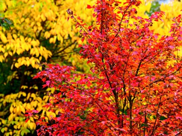 Photography titled "Blazing Autumn Colo…" by M Alk, Original Artwork, Digital Photography