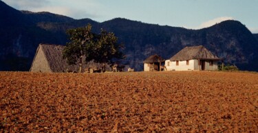 Photography titled "Cuba - champ de tab…" by Christian Ebel, Original Artwork, Analog photography