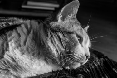 Photographie intitulée "Nina" par Michel Babkine, Œuvre d'art originale, Photographie numérique