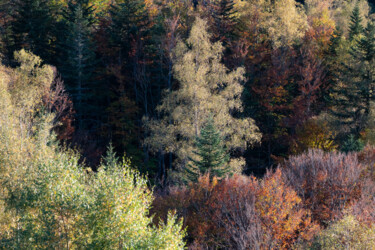 Photographie intitulée "ARIEGE_0011293" par Philip Payne, Œuvre d'art originale, Photographie non manipulée