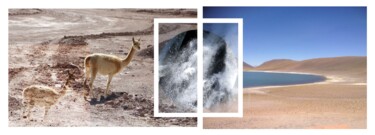 "VIGOGNES IN ATACAMA" başlıklı Dijital Sanat Evelyne Chevallier tarafından, Orijinal sanat, Dijital Kolaj