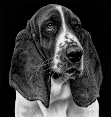 "Basset Hound" başlıklı Resim Teresa Payne Art tarafından, Orijinal sanat, Karakalem