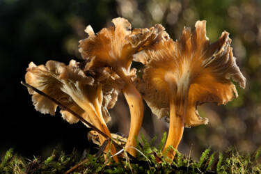 Fotografia intitulada "Champignons - 3 Cha…" por Hoang Cong Minh (Minh Hoang), Obras de arte originais, Fotografia Não Manip…