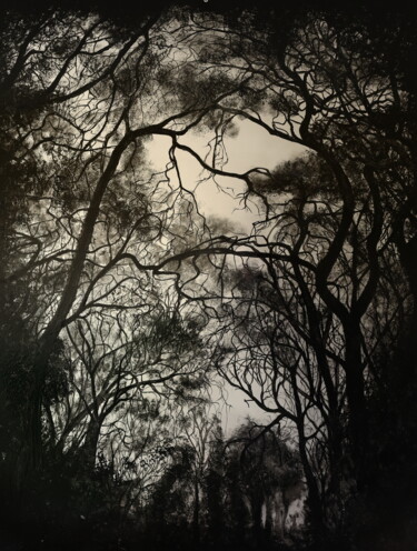 绘画 标题为“Into the Woods 3” 由Pepijn Simon, 原创艺术品, 油 安装在铝上