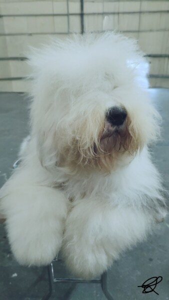 Photographie intitulée "Old English Sheepdog" par Emma Laflute, Œuvre d'art originale, Photographie non manipulée