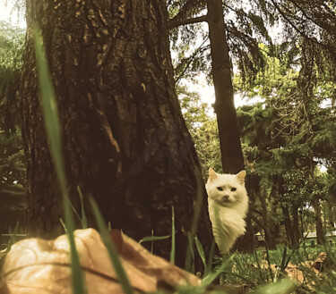 Printmaking titled "The trend for anima…" by Banu Muazzez Arpalı, Original Artwork, Non Manipulated Photography