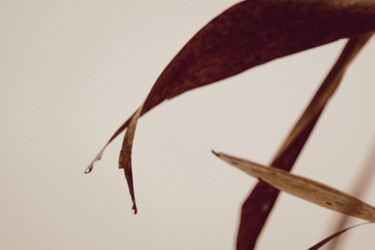 Photography titled "The reed (le roseau)" by Stéphanie Labé, Original Artwork, Manipulated Photography