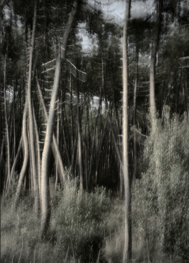 Photography titled "The Wolf’s Den (812…" by Redrumstudio, Original Artwork, Digital Photography