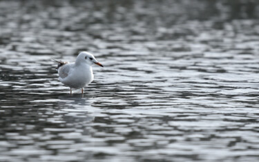 Photographie intitulée "Mouette rieuse en h…" par Odile Grimaud, Œuvre d'art originale, Photographie numérique
