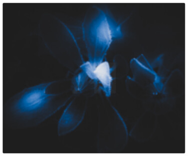 Printmaking titled "Music of the Night" by Banu Muazzez Arpalı, Original Artwork, Manipulated Photography