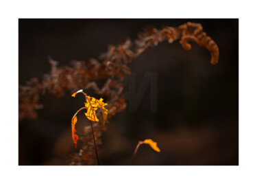 Photography titled "Le "Très or" de la…" by P. Zimmermann, Original Artwork, Non Manipulated Photography Mounted on Other ri…