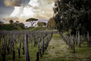 摄影 标题为“Vignes latines” 由Mélina Delbert, 原创艺术品, 数码摄影