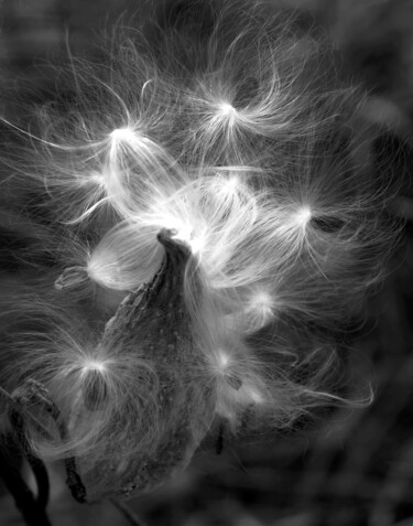 "Sterling Milkweed" başlıklı Fotoğraf Bavosi Photoart tarafından, Orijinal sanat, Dijital Fotoğrafçılık