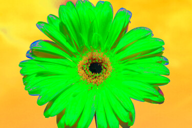 Fotografie getiteld "Green gerbera on ye…" door Irina Afonskaya, Origineel Kunstwerk, Digitale fotografie