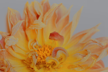 Fotografie mit dem Titel "Flower design_ 17087" von Michael Vdovin, Original-Kunstwerk, Digitale Fotografie