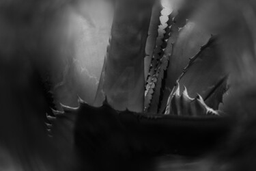 "paysage végétal #3" başlıklı Fotoğraf Pierre François Docquir tarafından, Orijinal sanat, Dijital Fotoğrafçılık