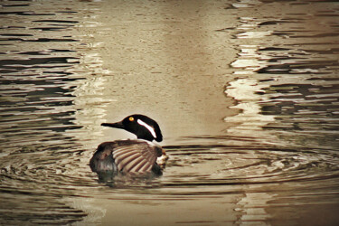 "Hooded Merganser" başlıklı Fotoğraf Bavosi Photoart tarafından, Orijinal sanat, Dijital Fotoğrafçılık