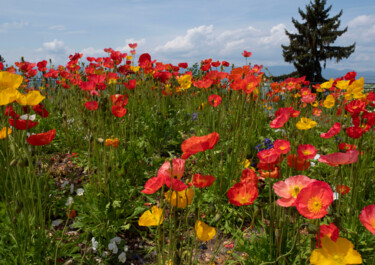 Arts numériques intitulée "Harmonie nordique,c…" par Cecile Ducrot, Œuvre d'art originale, Peinture numérique