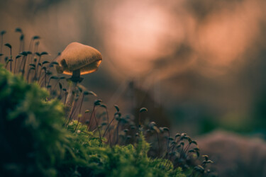 Фотография под названием "Sanctuaire de l'omb…" - Kévin Bazard, Подлинное произведение искусства, Цифровая фотография