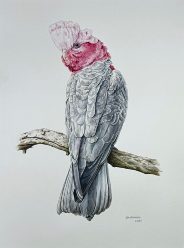Картина под названием "Galah Parrot Cockat…" - Viktoriia Grokholska, Подлинное произведение искусства, Акварель