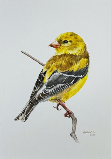 Картина под названием "Goldfinch Bird - Or…" - Viktoriia Grokholska, Подлинное произведение искусства, Акварель