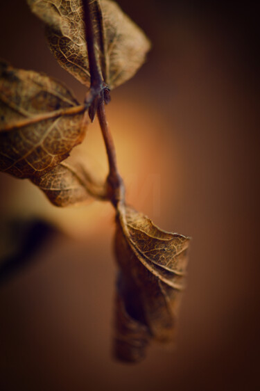 Фотография под названием "Flower design_ 18110" - Michael Vdovin, Подлинное произведение искусства, Цифровая фотография