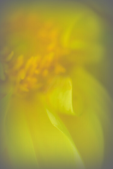 Фотография под названием "Flower design_ 17367" - Michael Vdovin, Подлинное произведение искусства, Цифровая фотография