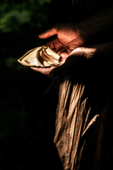 Фотография под названием "Autumn Alchemy: The…" - Lelia Matic, Подлинное произведение искусства, Цифровая фотография