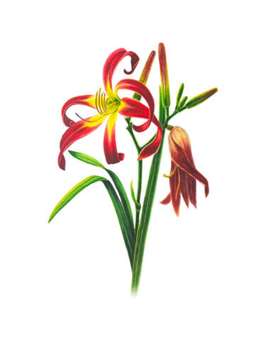 Картина под названием "One day of life" - Natalia Buhaienko, Подлинное произведение искусства, Акварель