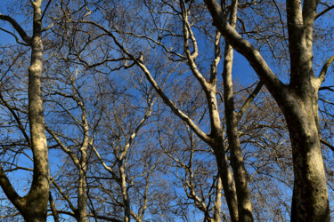 "Nature of Queluz" başlıklı Fotoğraf Martiniano Ferraz tarafından, Orijinal sanat, Dijital Fotoğrafçılık