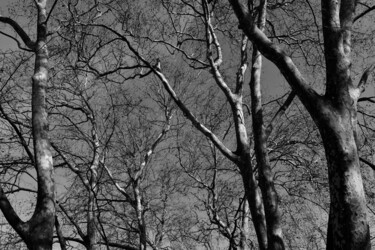 "Nature of Queluz (B…" başlıklı Fotoğraf Martiniano Ferraz tarafından, Orijinal sanat, Dijital Fotoğrafçılık