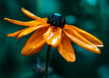 Fotografie mit dem Titel "Touch of Dew" von Mg.Woytas, Original-Kunstwerk, Digitale Fotografie