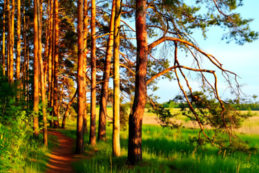 "Pine Forest Edge Gl…" başlıklı Dijital Sanat Sergei Gundorov tarafından, Orijinal sanat, Dijital Resim