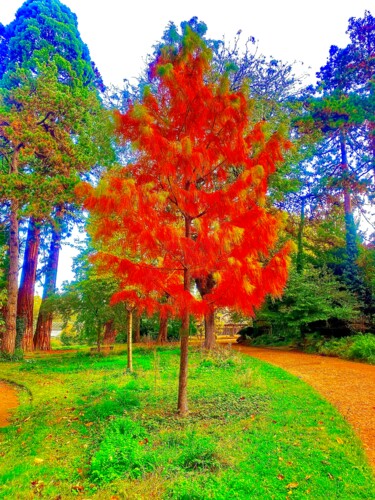 Photographie intitulée "Automne rouge" par Patma, Œuvre d'art originale, Photographie non manipulée