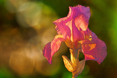 摄影 标题为“Iris 22” 由Imagelys Photographie, 原创艺术品, 操纵摄影