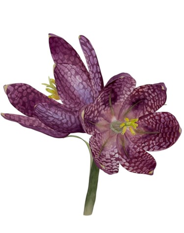 Картина под названием "Fritilaria meleagris" - Dariia Pavlenko, Подлинное произведение искусства, Акварель