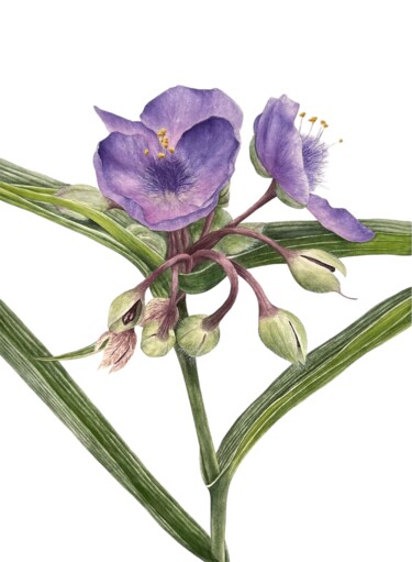 Картина под названием "Tradescantia" - Dariia Pavlenko, Подлинное произведение искусства, Акварель