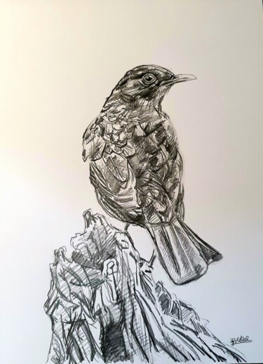 Рисунок под названием "Amsel" - Anne Goldhahn, Подлинное произведение искусства, Карандаш
