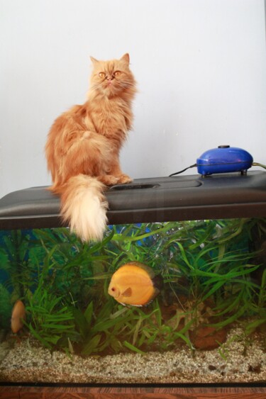"le chat sur l’aquar…" başlıklı Fotoğraf Michel-Henri Rogala tarafından, Orijinal sanat, Dijital Fotoğrafçılık
