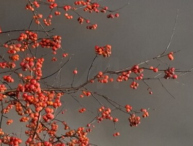 Фотография под названием "Wild apple tree on…" - Nadya Vi, Подлинное произведение искусства, Не манипулируемая фотография