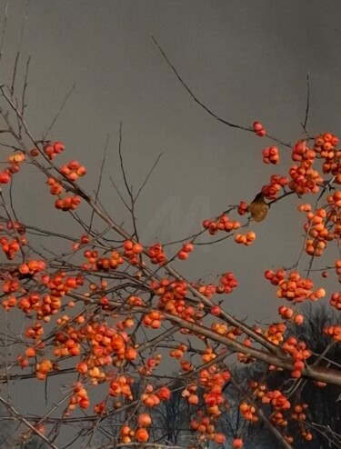 Фотография под названием "Wild apple tree on…" - Nadya Vi, Подлинное произведение искусства, Не манипулируемая фотография