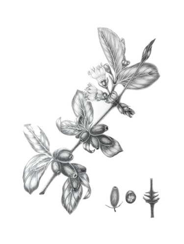 Malerei mit dem Titel "Honeysuckle in grap…" von Natalia Buhaienko, Original-Kunstwerk, Aquarell