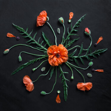 Fotografie mit dem Titel "Radiant Poppy Bloom" von Tamara Morozova, Original-Kunstwerk, Digitale Fotografie